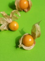 physalix fruto